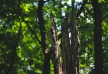 Llama Nación Verde a restaurar ecosistemas para enfrentar escasez de agua