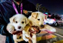 Rescata Gobierno Municipal de Tijuana a cuatro cachorros víctimas de venta ilegal